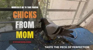 Taking Pigeon Chicks: The Right Time