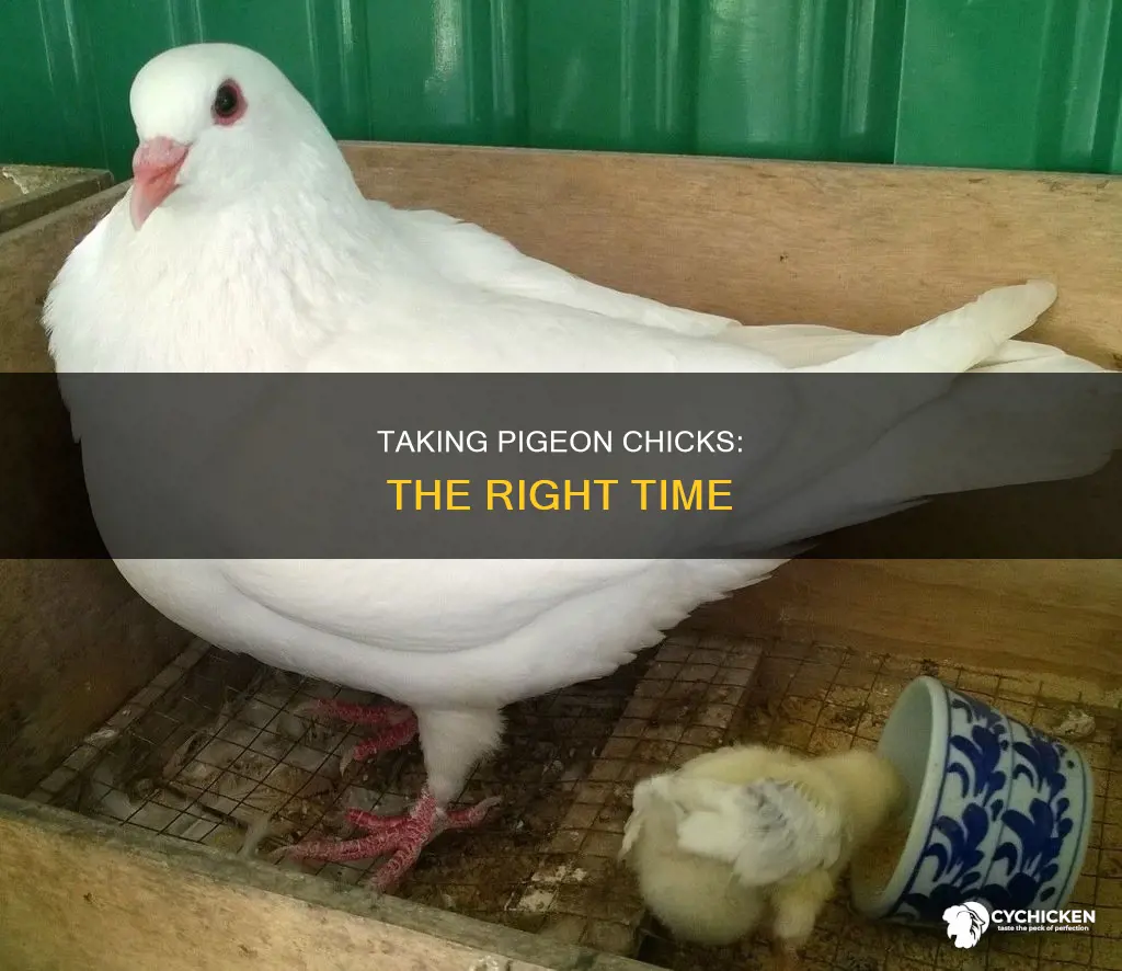 when is it ok to take pigeon chicks from mom