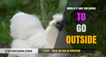 Spring Chicks: When Can They Go Outdoors?