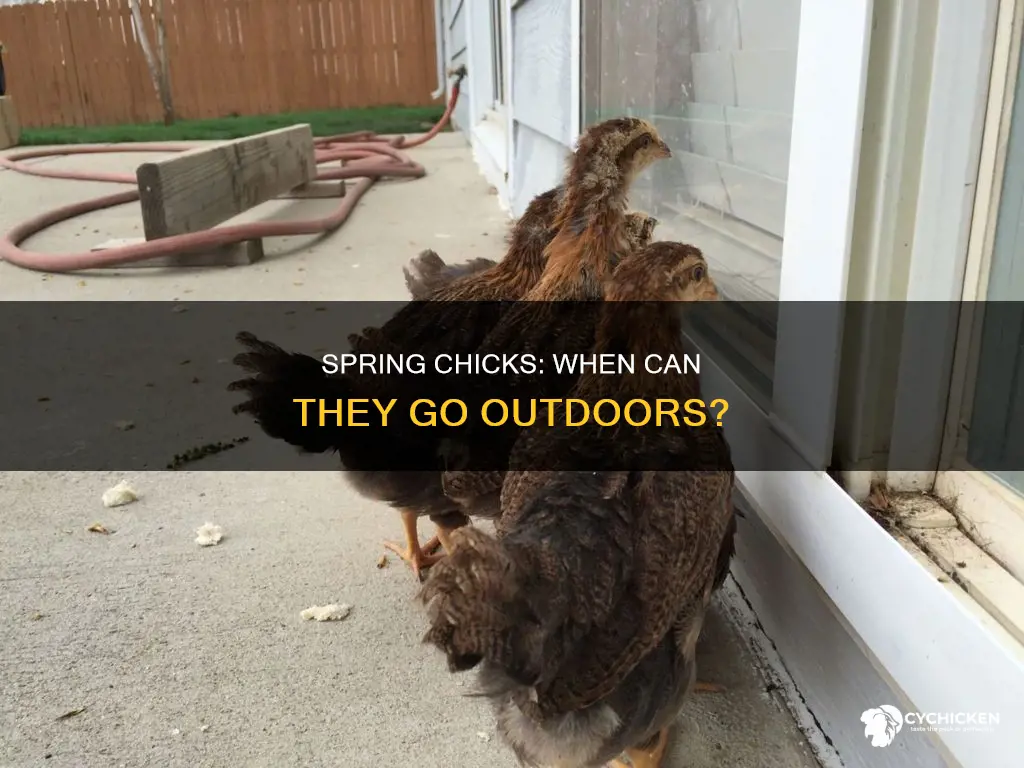 when is it safe for chicks to go outside