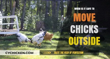 Safe Transition: When to Move Chicks Outdoors for Healthy Growth