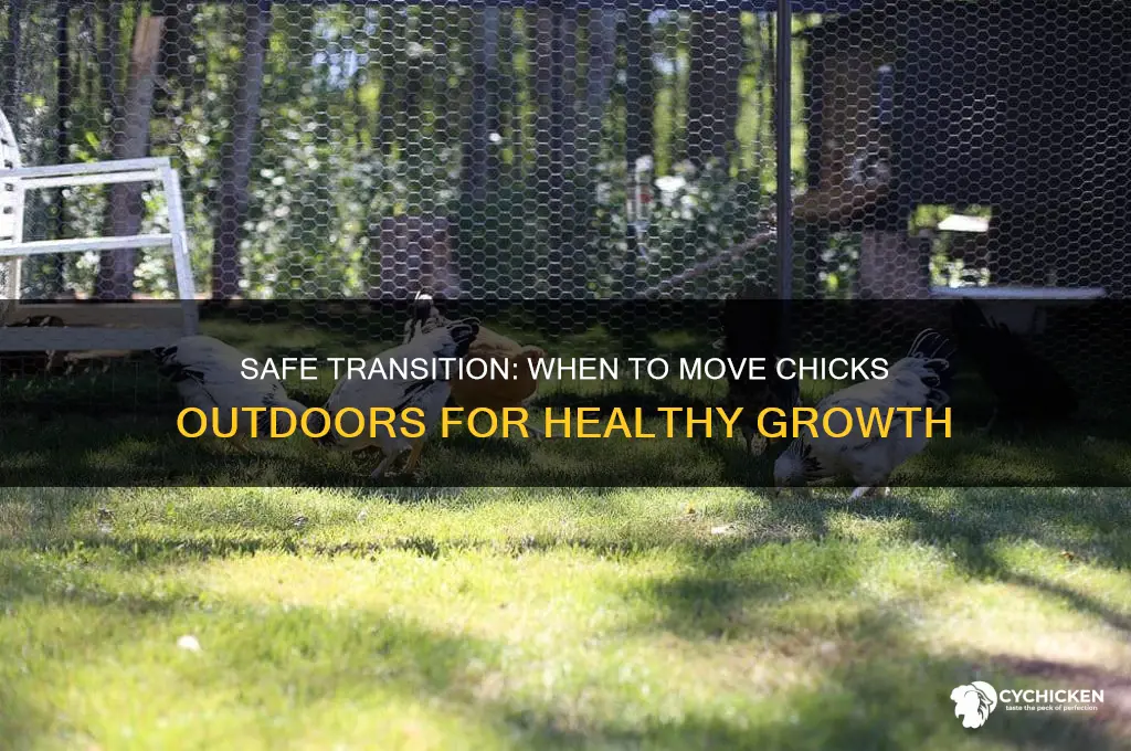 when is it safe to move chicks outside