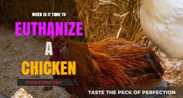 Knowing When to Euthanize Your Chicken: A Compassionate Guide