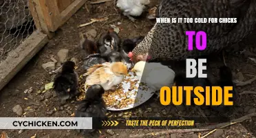 Chicks' Outdoor Temperature Limit: How Cold is Too Cold?