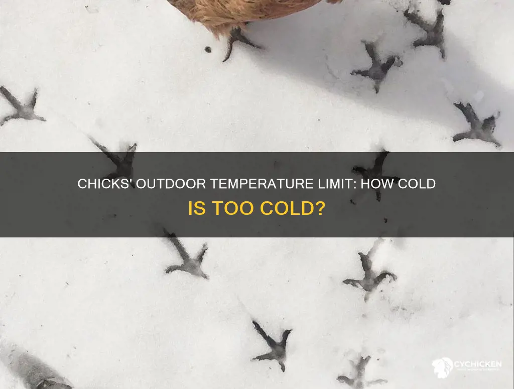 when is it too cold for chicks to be outside