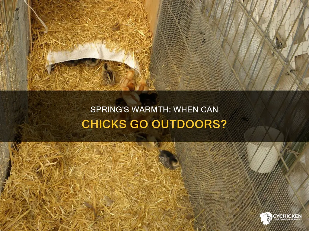 when is it warm enough to put chicks outside