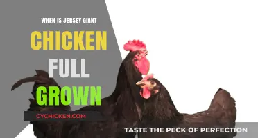 When Does a Jersey Giant Chicken Reach Full Size?