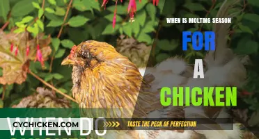 Understanding Chicken Molting Season: Timing and Care Tips