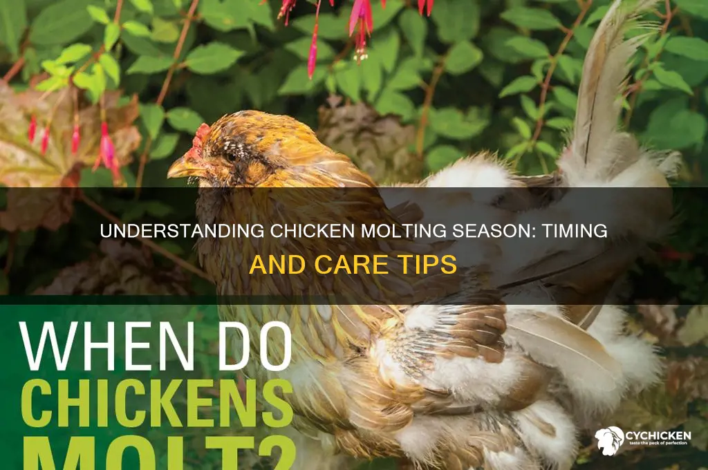when is molting season for a chicken