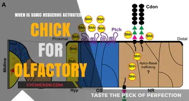 Activating Sonic Hedgehog: Chick Olfactory Development