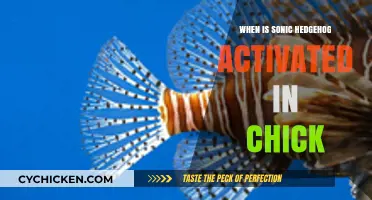 Sonic Hedgehog Activation Timing in Chick Embryonic Development Explained