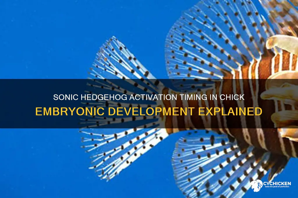 when is sonic hedgehog activated in chick