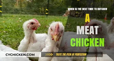 Meat Chickens: Best Butchering Time for Quality Meat