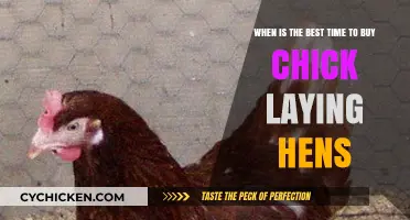 Optimal Timing for Purchasing Chick Laying Hens: A Guide