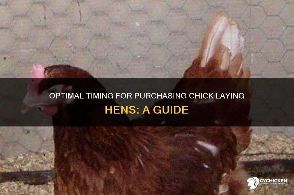 when is the best time to buy chick laying hens