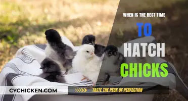 Optimal Hatching Times: When to Incubate Chick Eggs for Success