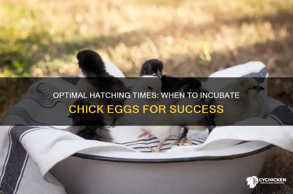 when is the best time to hatch chicks