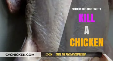 The Perfect Time for Butchering Chickens