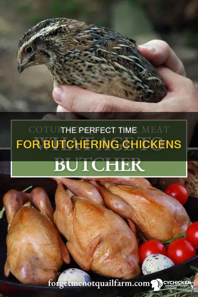 when is the best time to kill a chicken