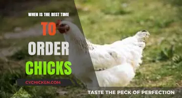 Optimal Timing for Ordering Chicks: A Seasonal Guide for Poultry Enthusiasts