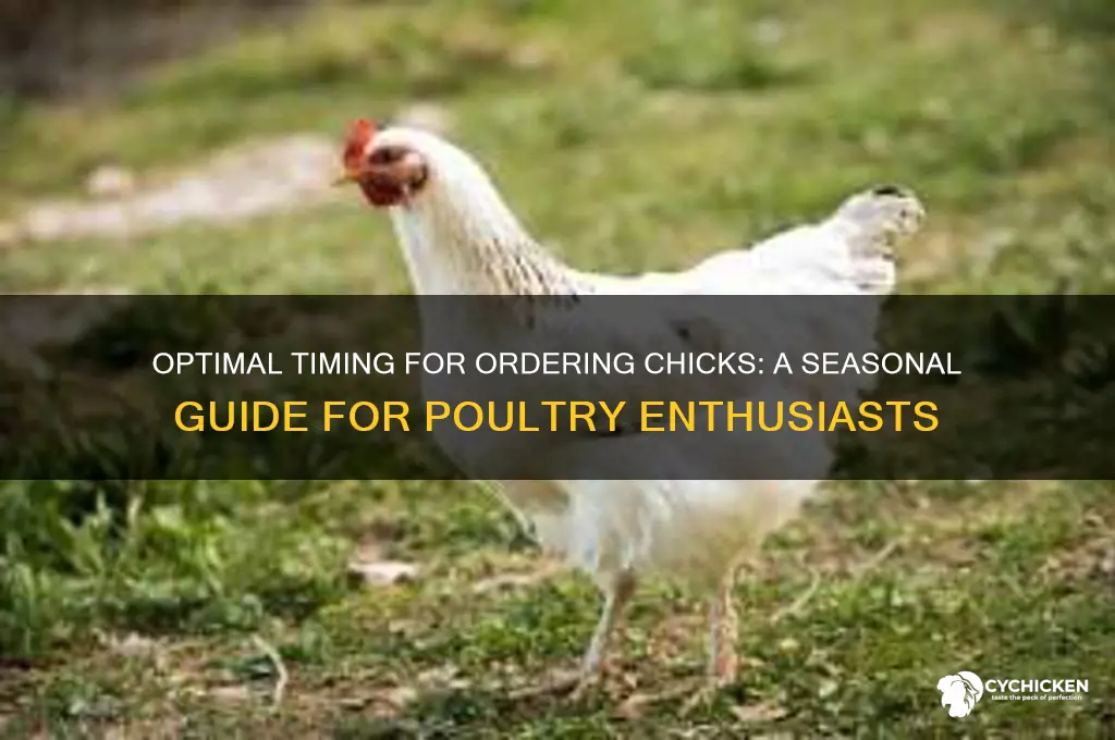 when is the best time to order chicks