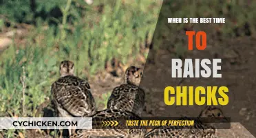 Optimal Chick Rearing: Timing Tips for Healthy, Happy Chicks
