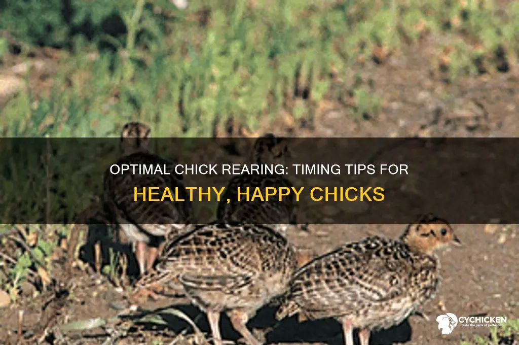 when is the best time to raise chicks