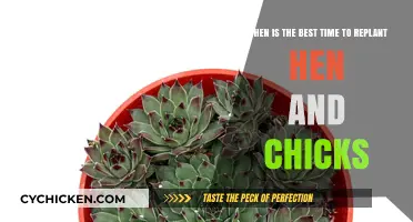 Spring Gardening: Replanting Hen and Chicks