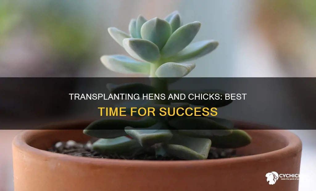 when is the best time to transplant hens and chicks