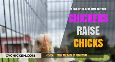 Springtime: Hatching Chicks with Broody Hens
