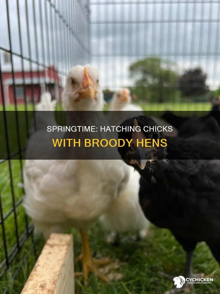 when is the best time to your chickens raise chicks