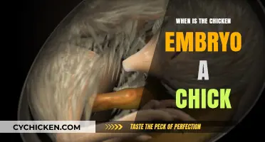 From Embryo to Chick: Understanding the Transformation Timeline