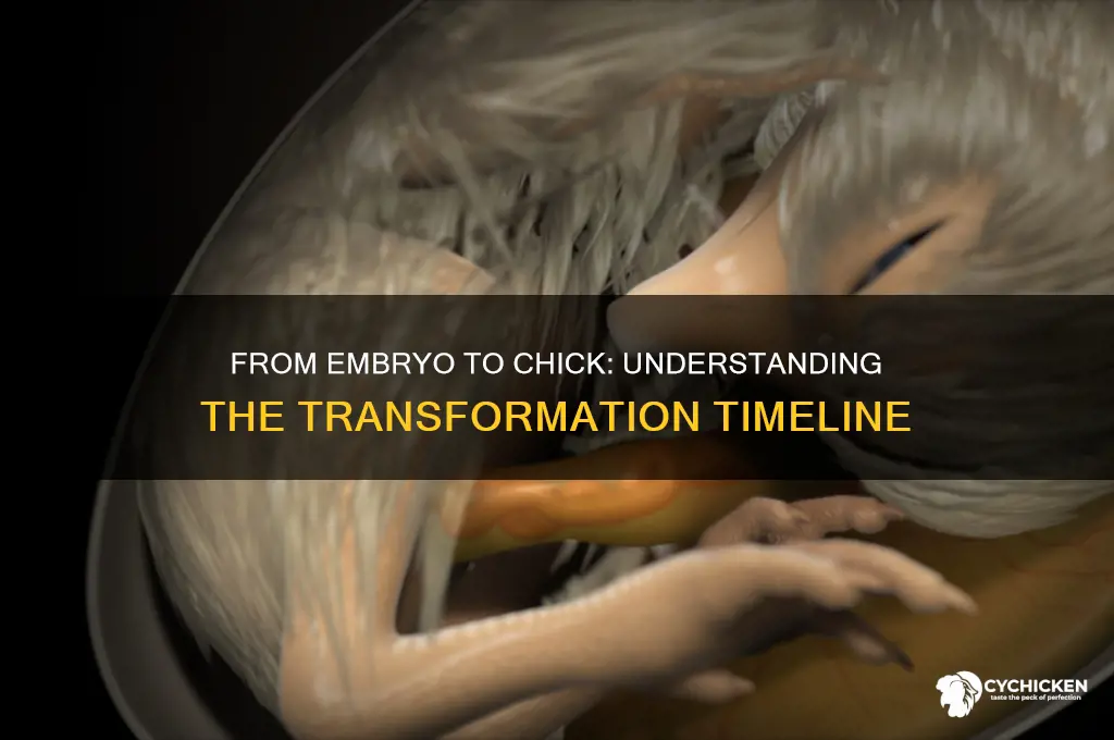 when is the chicken embryo a chick