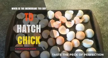 Membrane Moisture: Critical for Chick Hatching