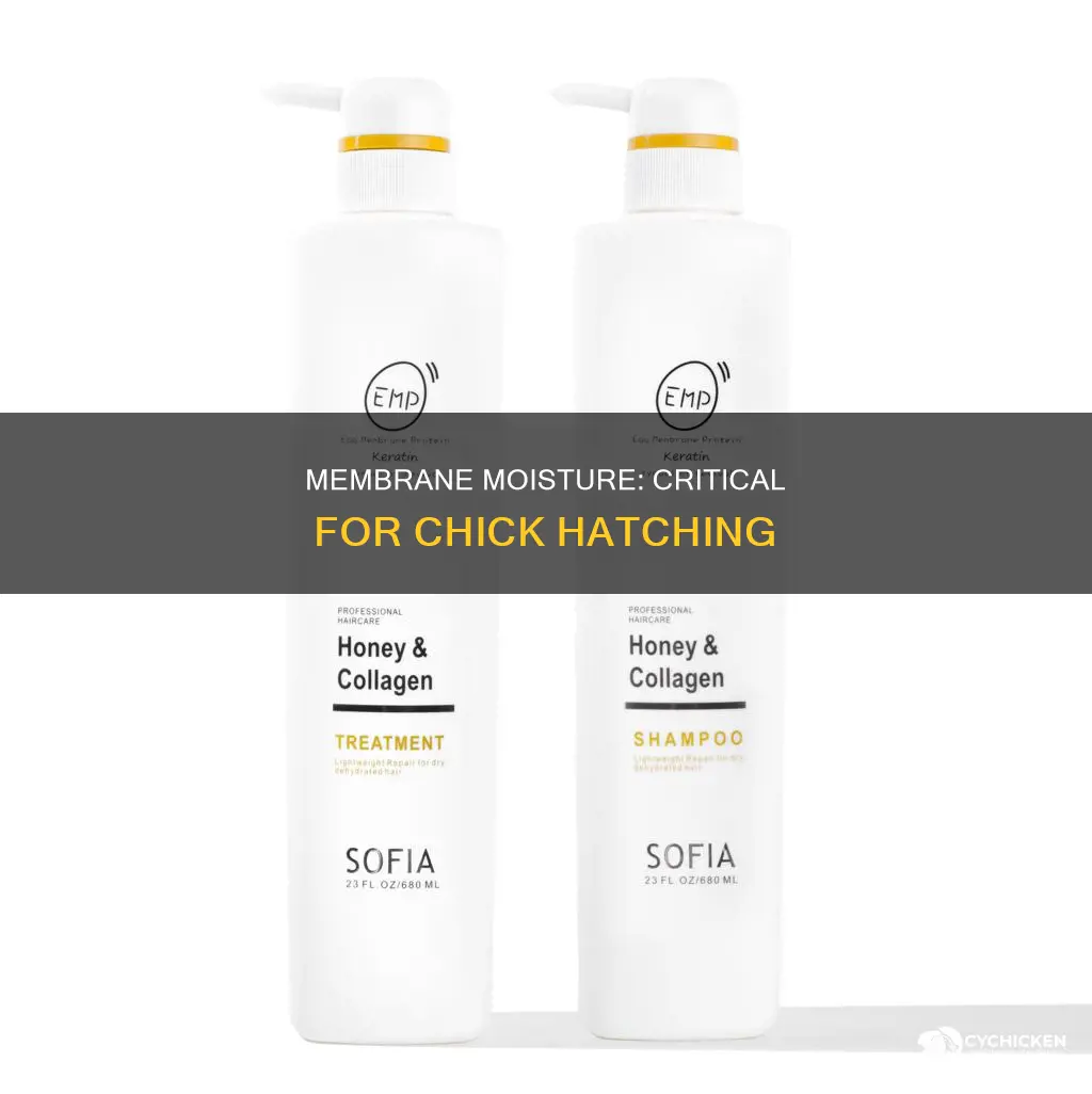 when is the membrane too dry to hatch chick