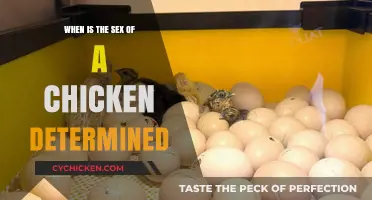 When Does Gender Develop in Chickens: A Scientific Explanation