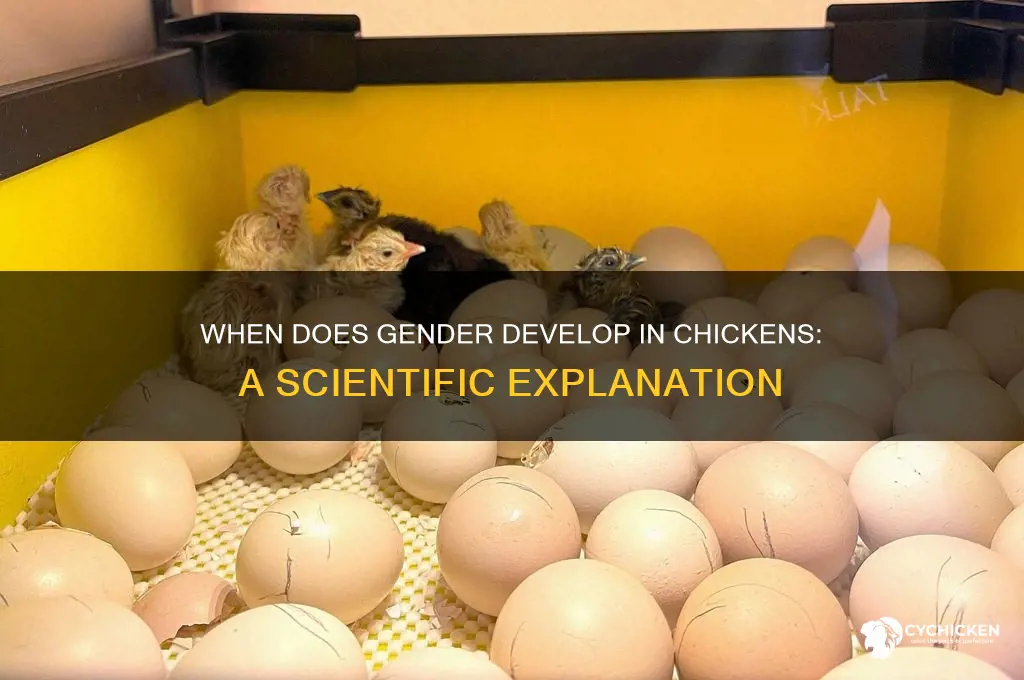 when is the sex of a chicken determined