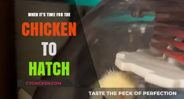 Spring's Promise: When Chicks Hatch