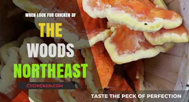 Finding Chicken of the Woods in the Northeast: A Forager's Guide