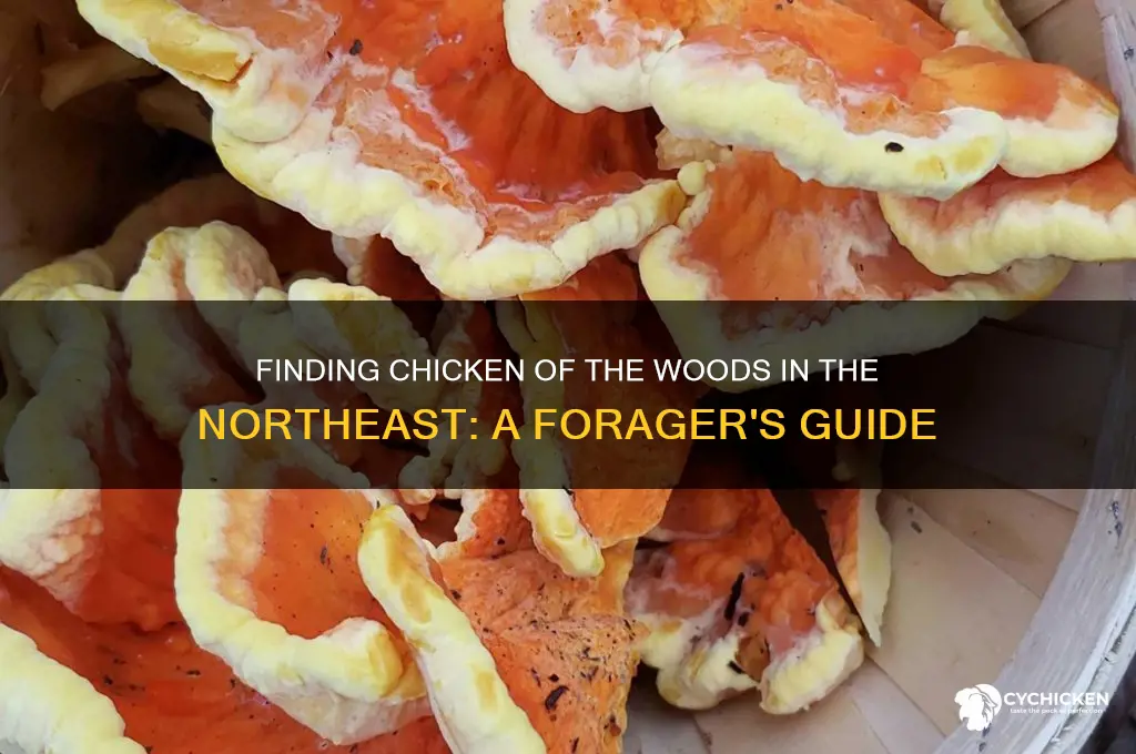 when look for chicken of the woods northeast