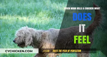 Mink's Emotional Response to Killing Chickens