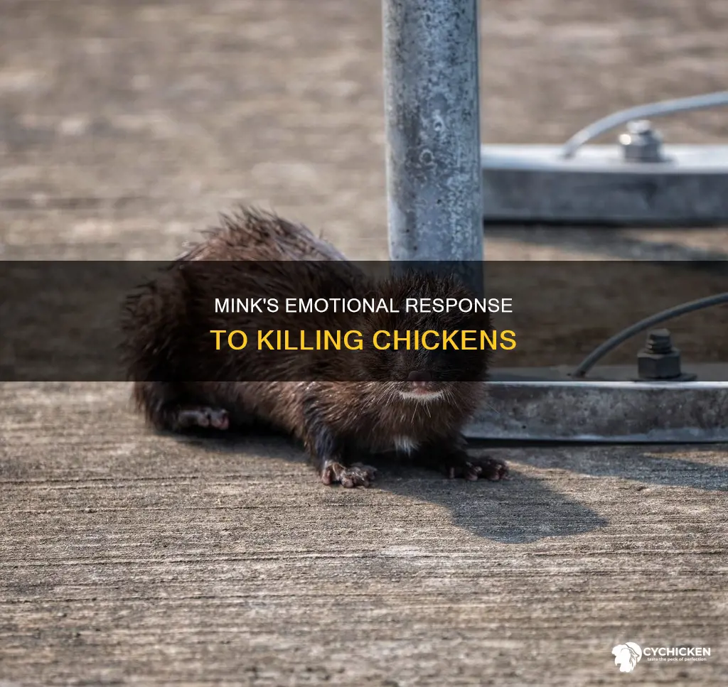 when mink kills a chicken what does it feel