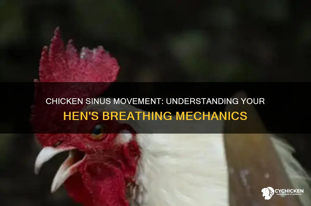 when my chicken breathes her sinuses move