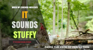Stuffy Chicken Breathing: Causes, Concerns, and Care Tips for Poultry Owners