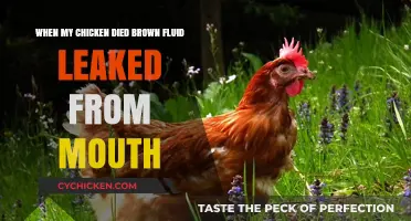 How My Dead Chicken Leaked Brown Fluid