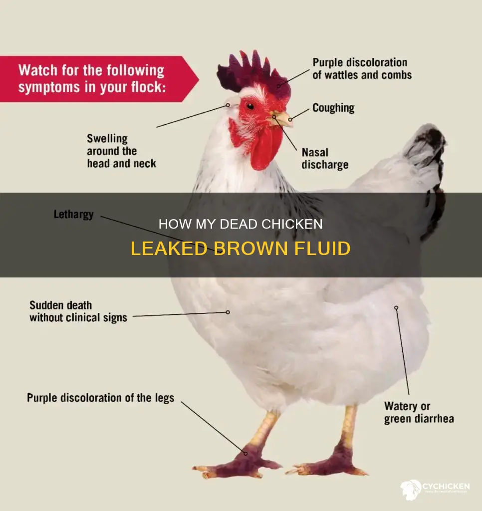 when my chicken died brown fluid leaked from mouth