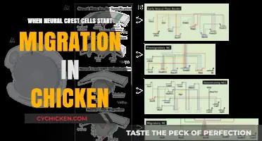 Neural Crest Cell Migration Timing in Chicken Embryonic Development