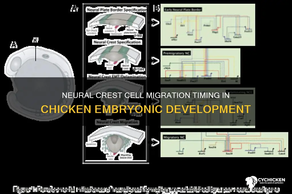 when neural crest cells start migration in chicken
