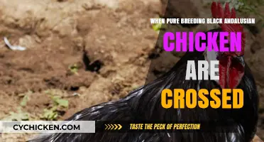 Crossing Purebred Black Andalusian Chickens: Unlocking Unique Traits and Offspring