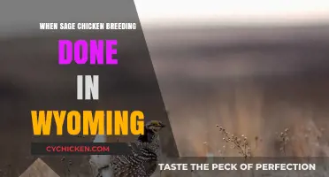 Wyoming Sage Chicken Breeding: Optimal Timing and Techniques Explained